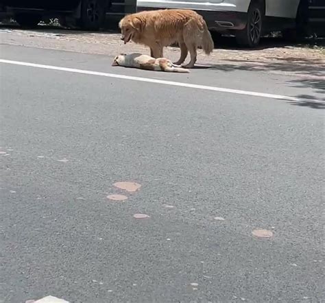 路邊狗狗死掉|臺南市政府全球資訊網